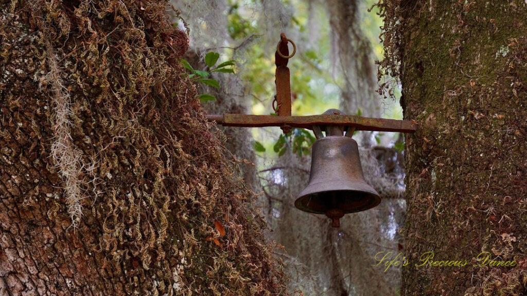 Dinner bell (aka slave bell) in the Washington Tree at Hampton Plantation.