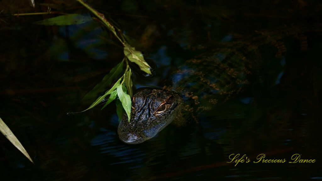 Close up of a baby alligator in a marsh.