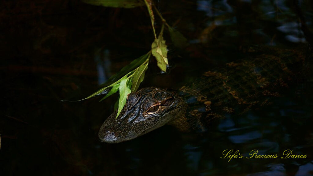 Close up of a baby alligator in a marsh.