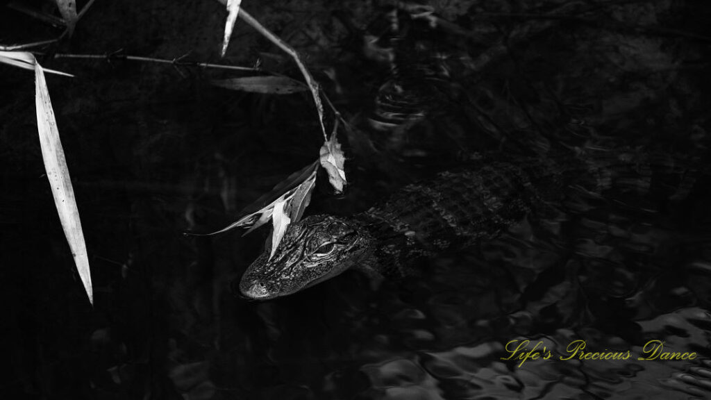 Black and white close up of a baby alligator in a marsh.