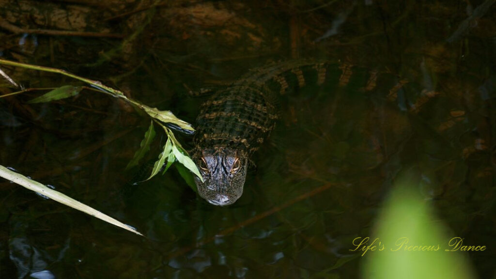 Close up of a baby alligator in a marsh.