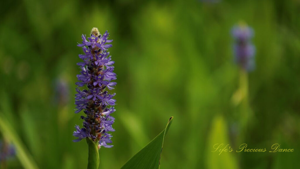 Close up of pickerelweed in full bloom.