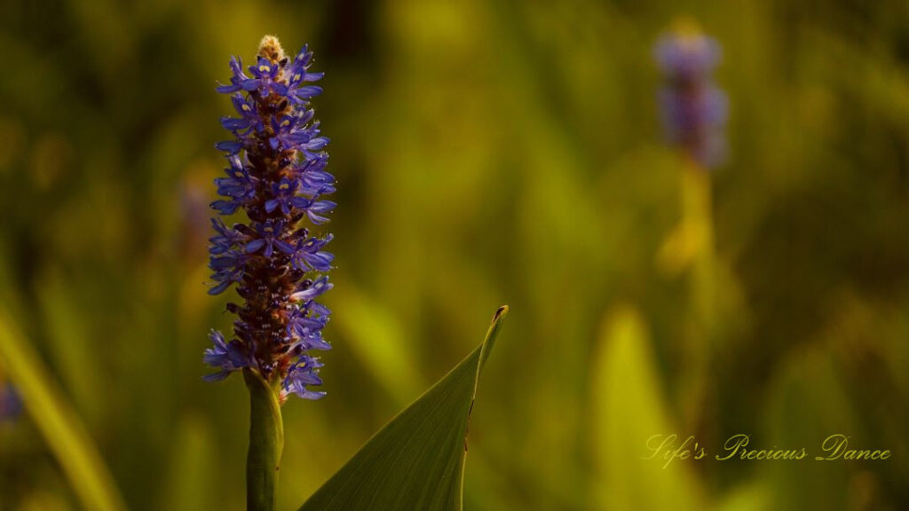 Close up of pickerelweed in full bloom.