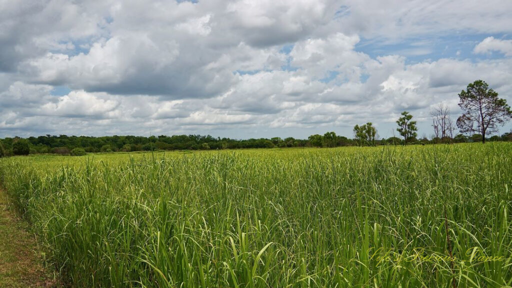 Landscape view of rice fields at Caw Caw Interpretive Center, Passing clouds fill the sky.