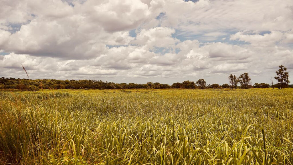 Landscape view of rice fields at Caw Caw Interpretive Center, Passing clouds fill the sky.