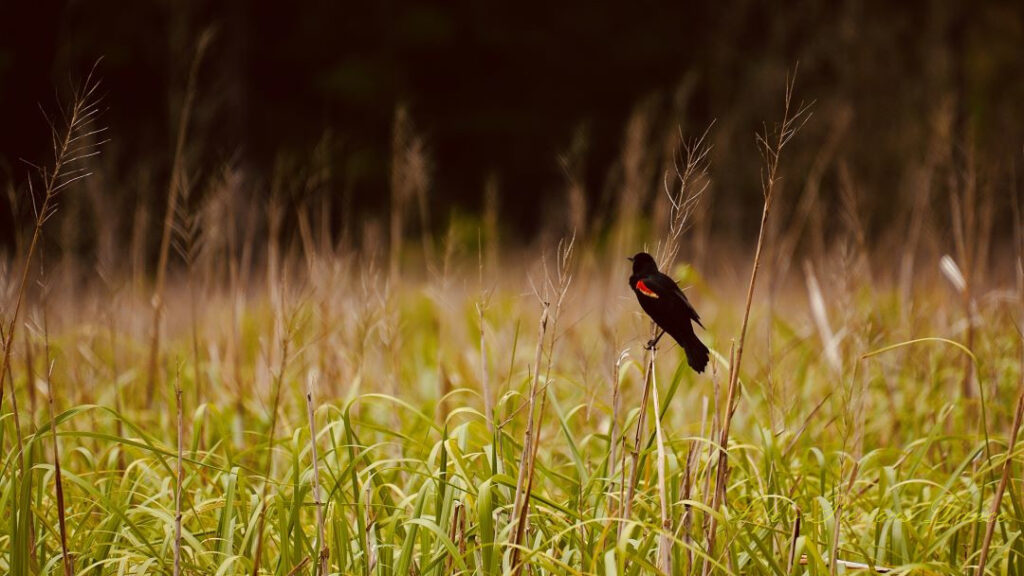 Red winged Blackbird resting on a reed in the marsh.