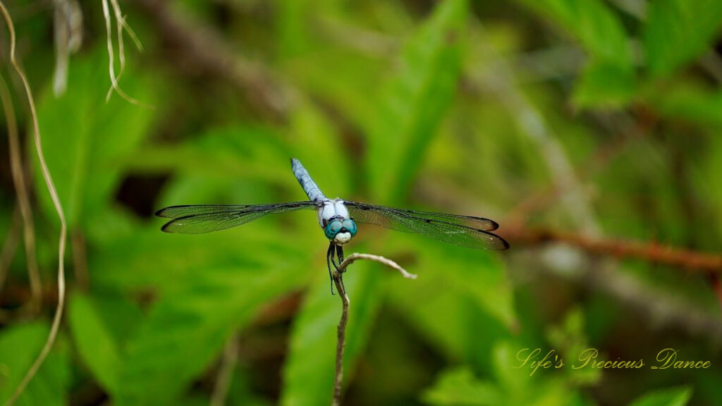 Close up of a Great Blue Skimmer dragonfly on a vine.