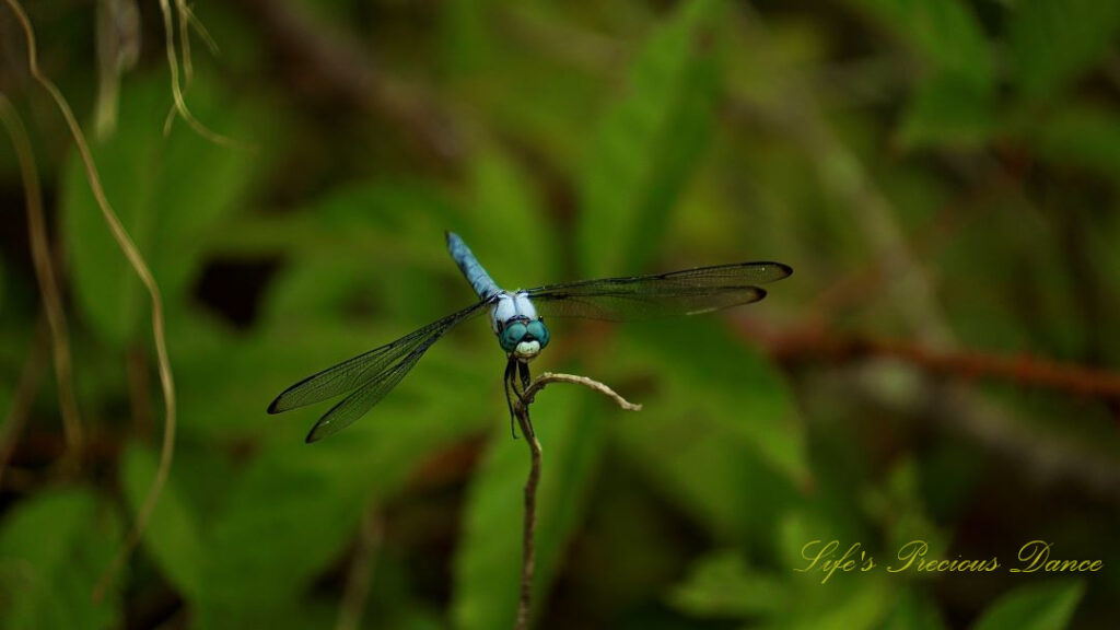 Close up of a Great Blue Skimmer dragonfly on a vine.