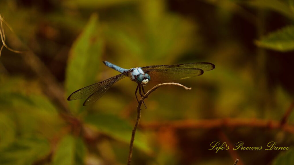 Close up of a Great Blue Skimmer dragonfly on a vine.