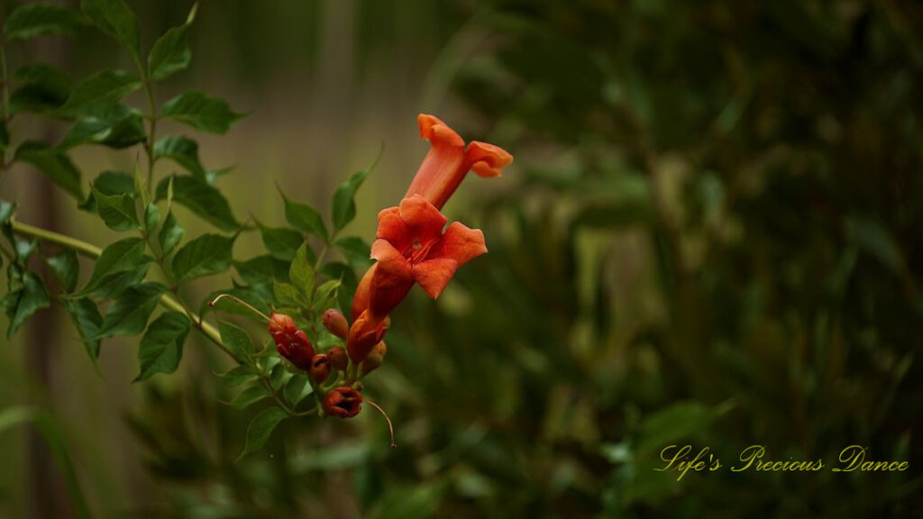 Trumpet creeper vine in full bloom.