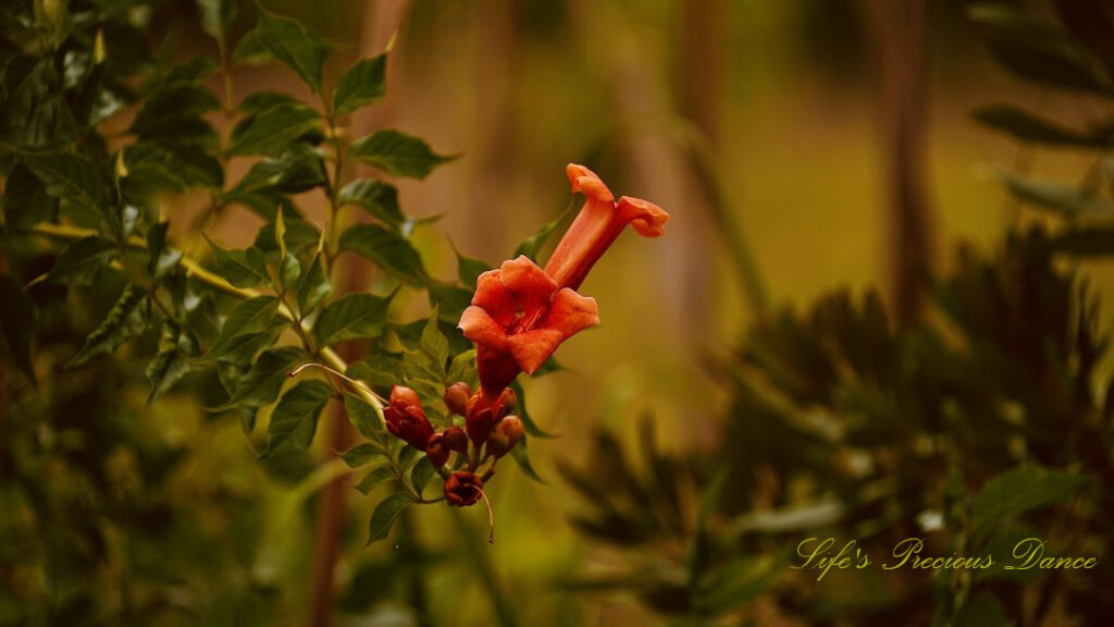 Trumpet creeper vine in full bloom.