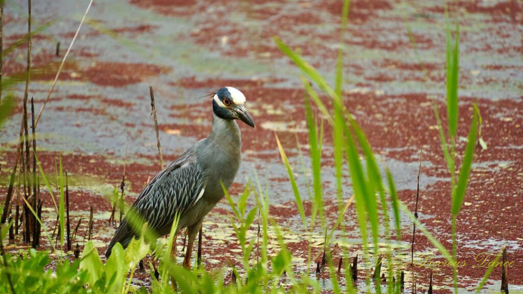 Yellow-crowned NIght Heron in a marsh.