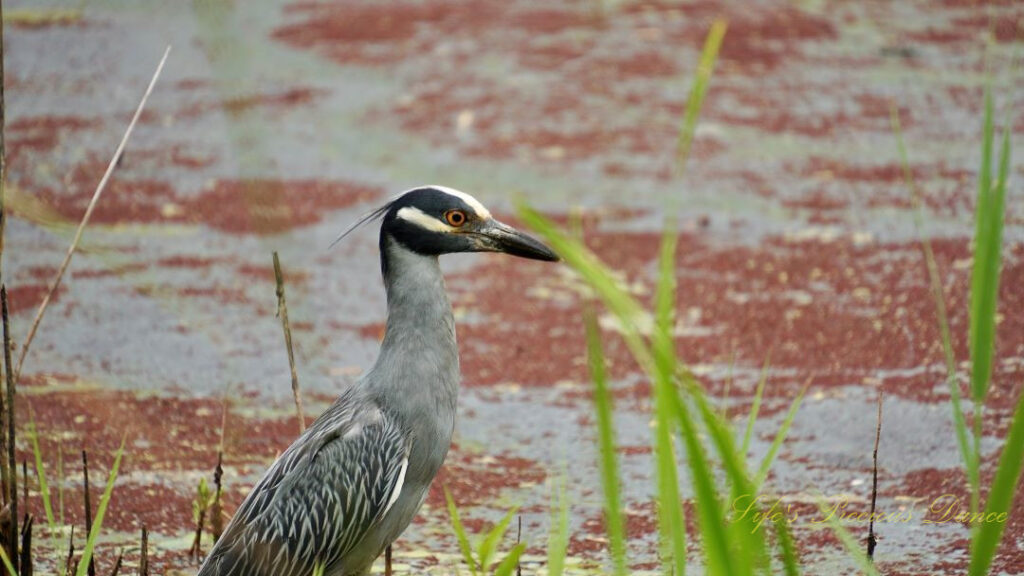 Yellow-crowned NIght Heron in a marsh.