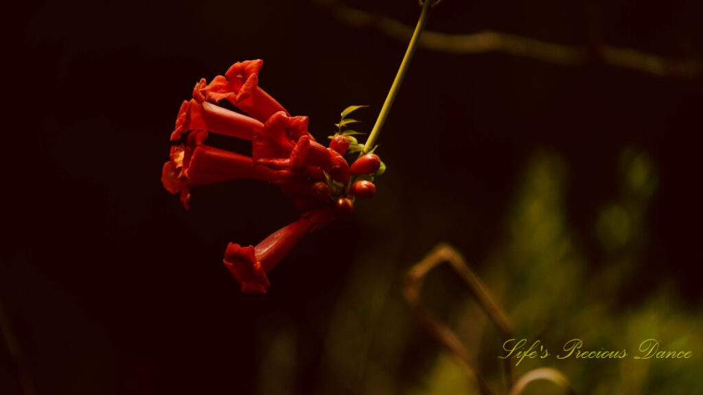 Close up of red trumpet creeper vine in full bloom.