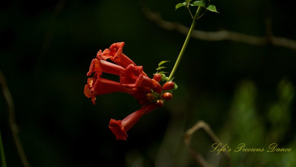 Close up of red trumpet creeper vine in full bloom.