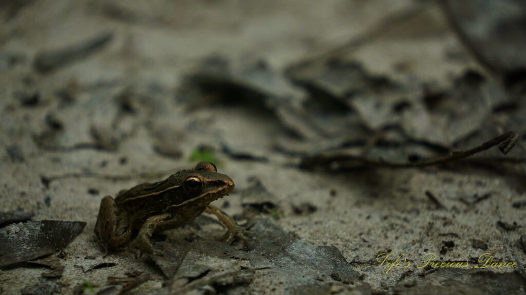 Close up of a Southern Leopard Frog. Leaves in the background.