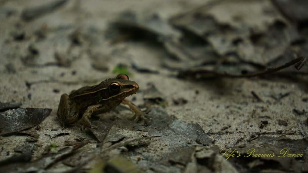 Close up of a Southern Leopard Frog.