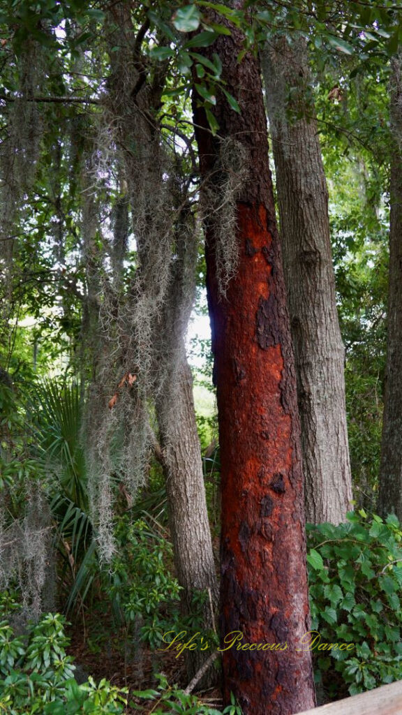 Spanish moss hanging from laurel oak trees, One with bark peeled away revealing a reddish color.