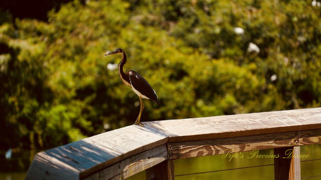 Tricolored Heron on a rail.