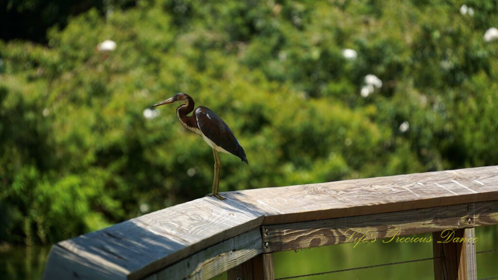 Tricolored heron on a rail above a marsh.