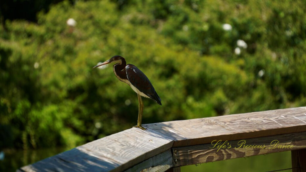 Tricolored heron on a rail above a wetlands area.