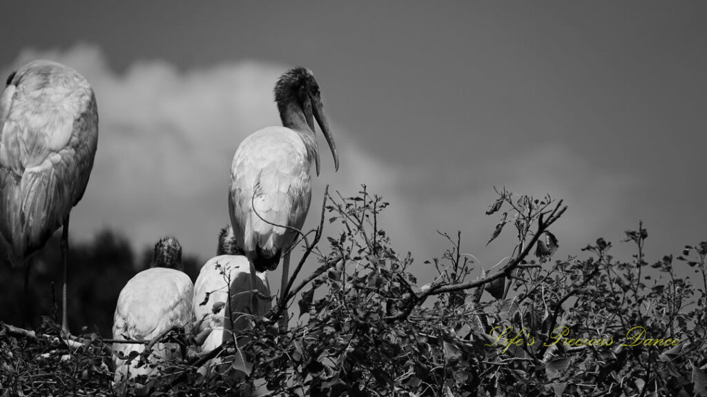 Black and white of woodstorks roosting in tree tops at the wetlands.