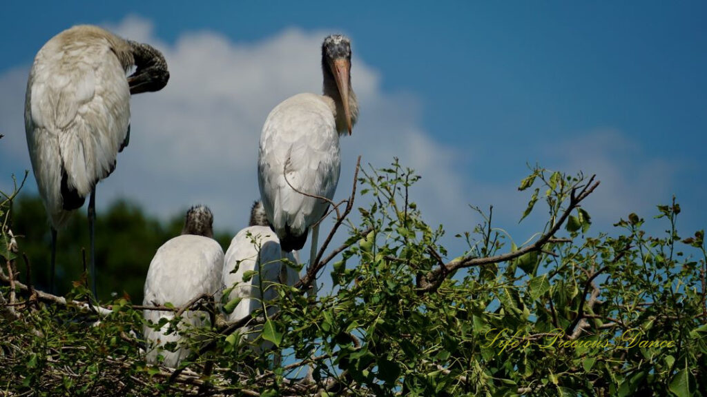 Woodstorks roosting in tree tops at the wetlands.