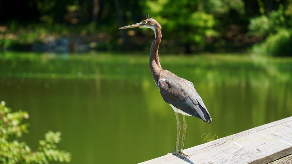 Tricolored heron on a rail above the water in a wetlands area.