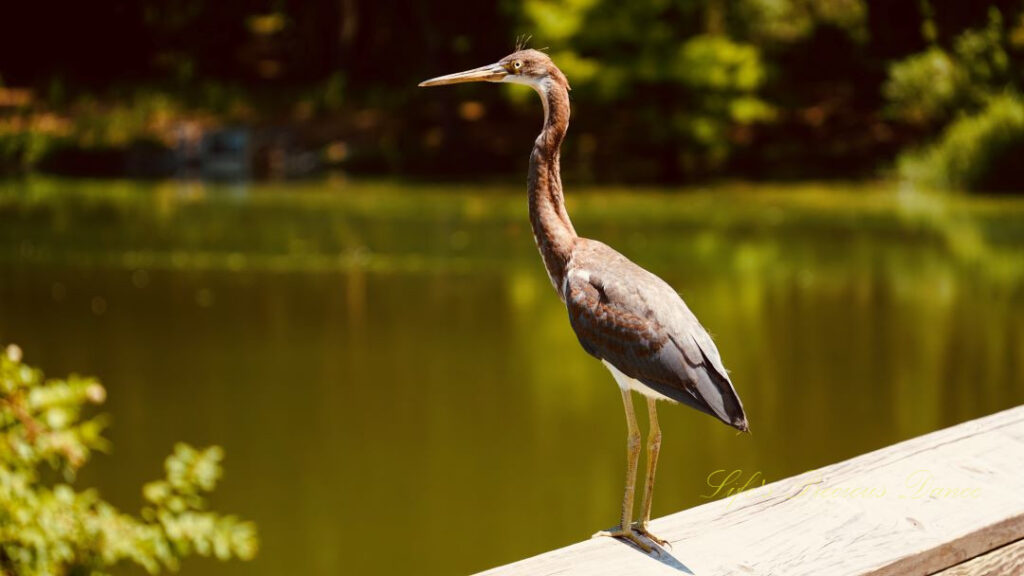 Tricolored heron on a rail above the water at Cypress Wetlands in Port Royal