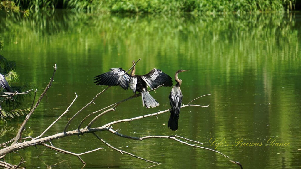 Two anhingas on a limb above the water at Cypress Wetlands. One with it&#039;s wings spread.