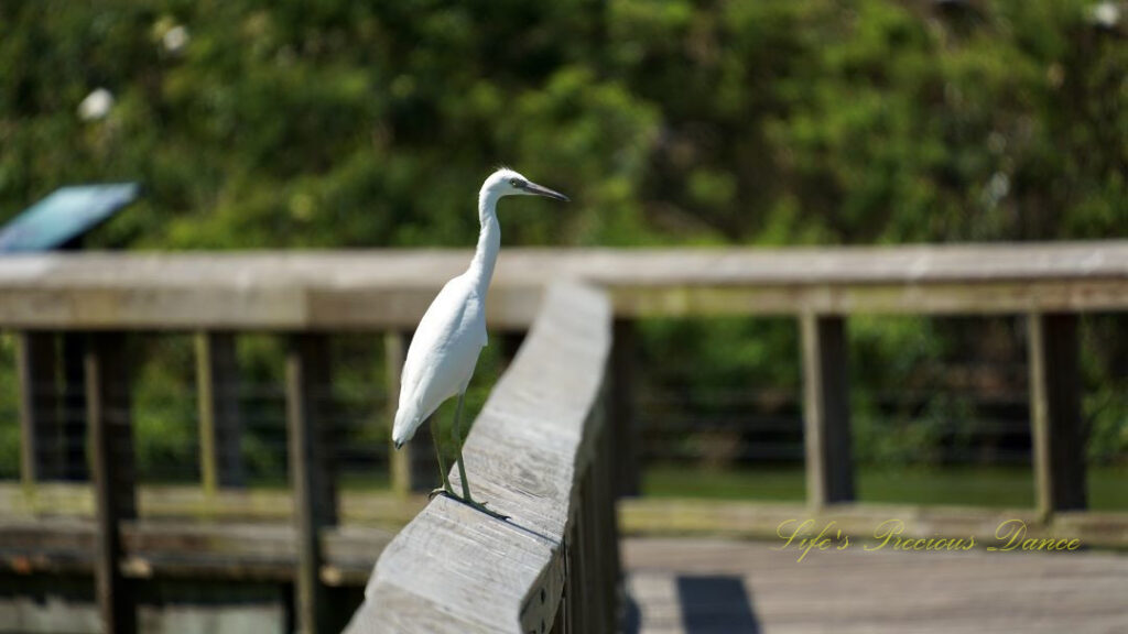 Egretta sitting on the rail of a boardwalk.