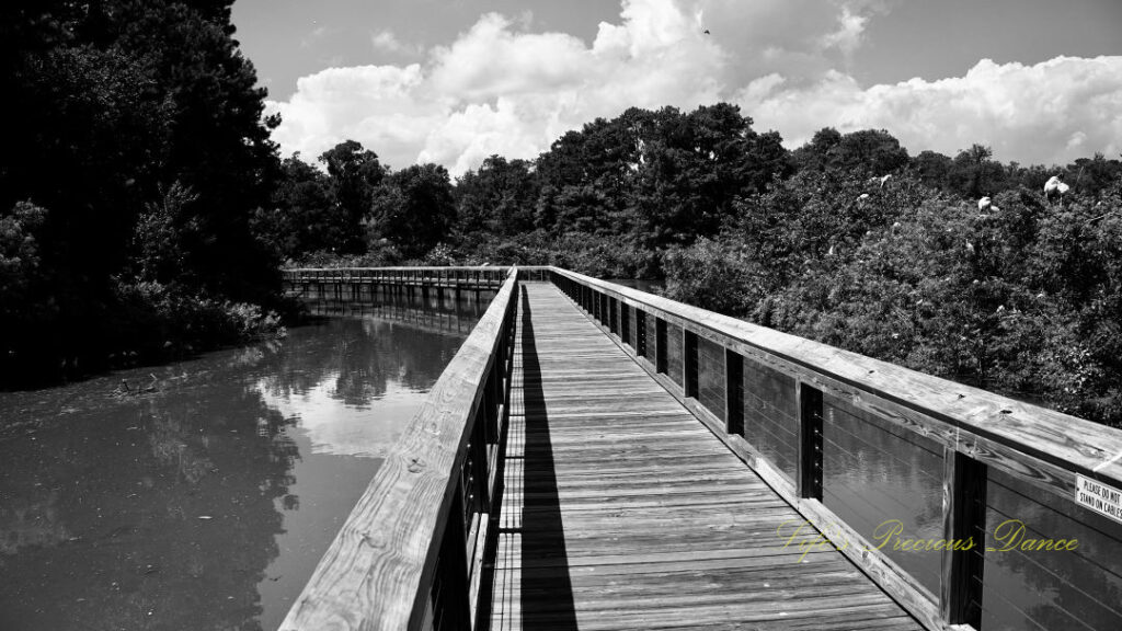 Black and white of a boardwalk stretching over the water at Cypress Wetlands, Passing clouds overhead.