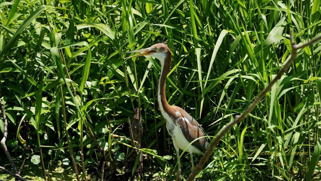 Tricolored heron in the marsh