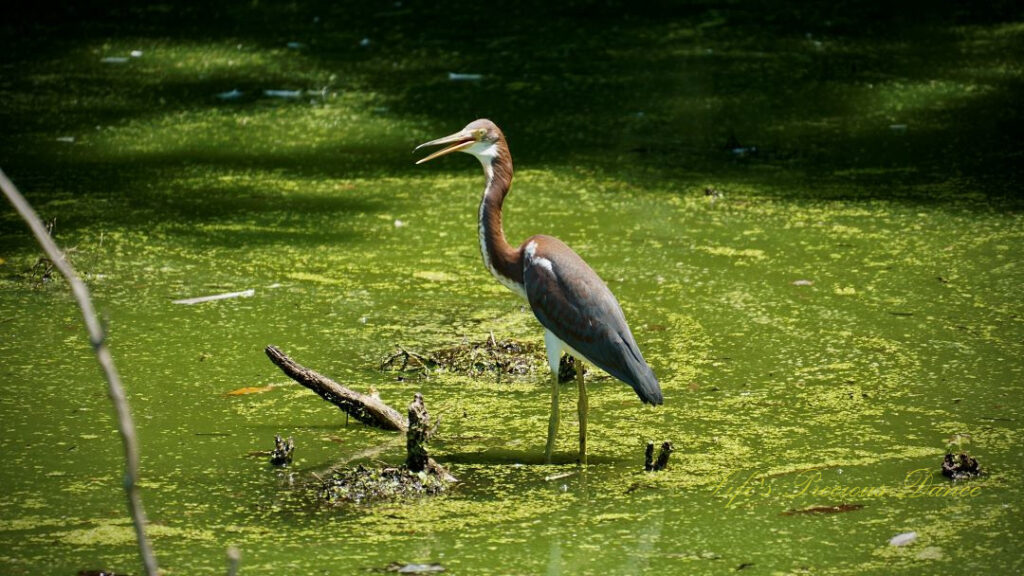 Tricolored heron standing in a marsh at Cypress Wetlands