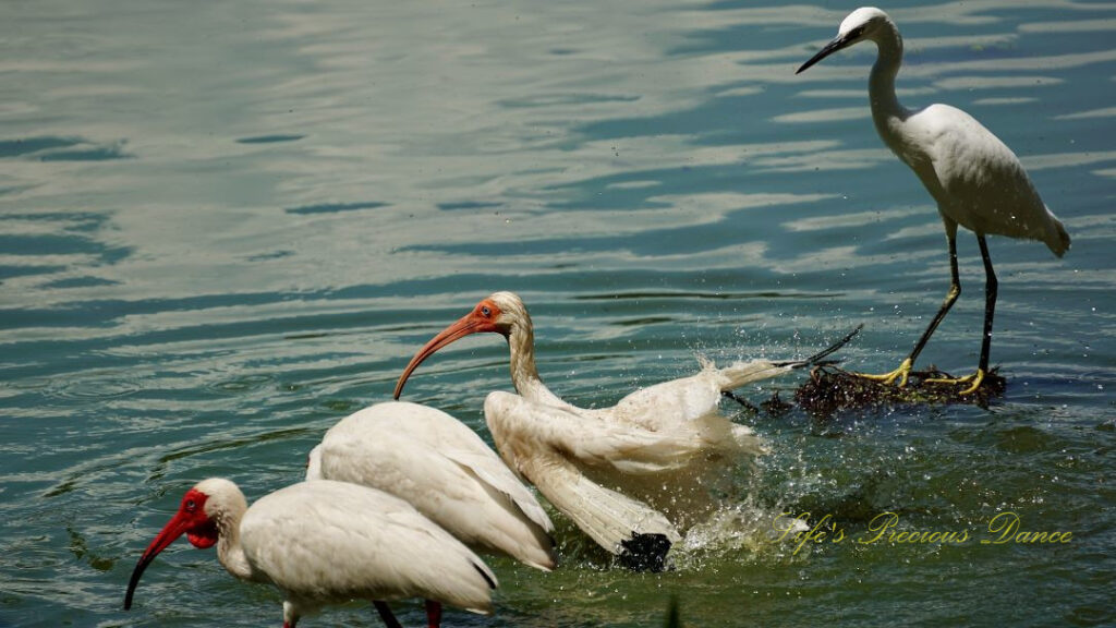 White ibises in the wetlands, one shaking water from it&#039;s feathers