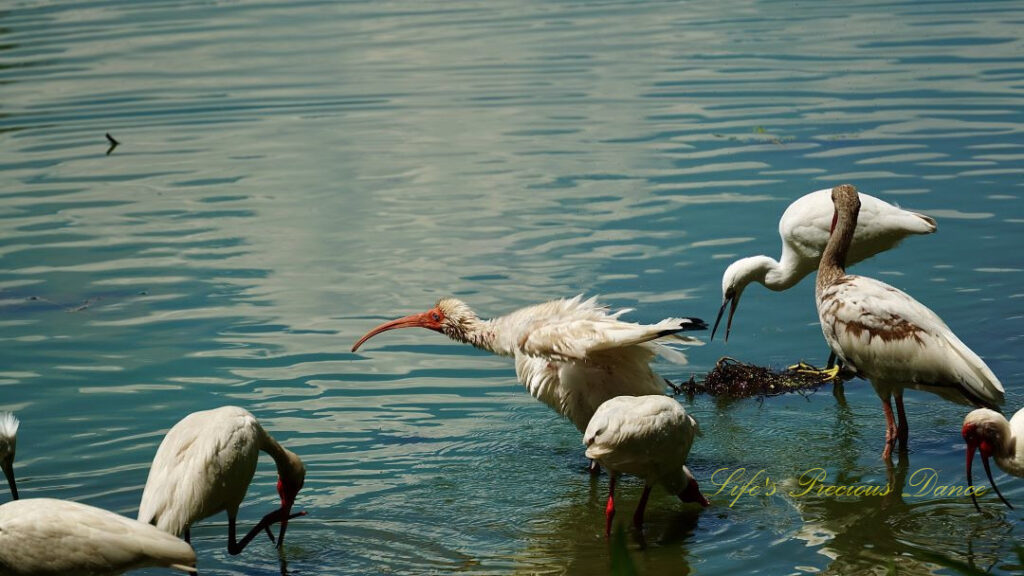 White ibises in the wetlands, one shaking water from it&#039;s feathers