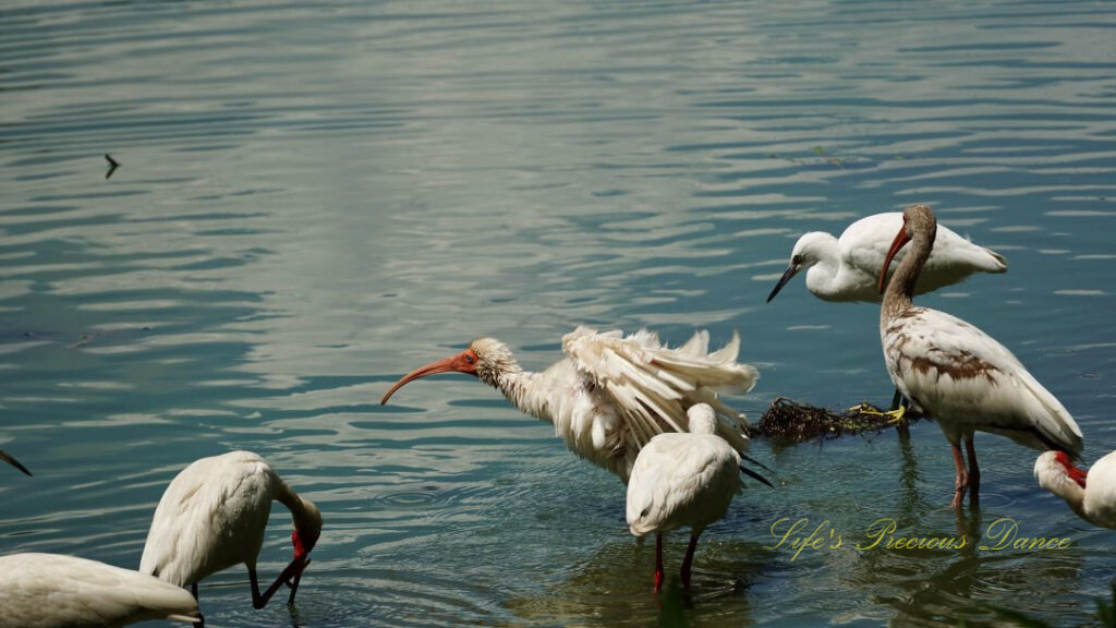 White ibises in the wetlands, one shaking water from it&#039;s feathers