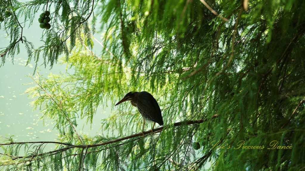 Black-crowned night heron on a limb above a marsh.