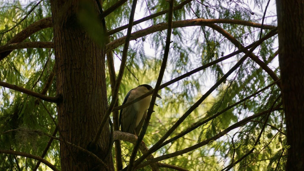 Black-crowned night heron on a limb.