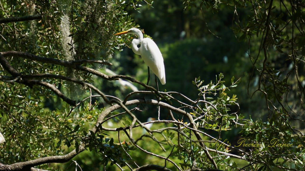 Great egret on a limb in the wetlands.