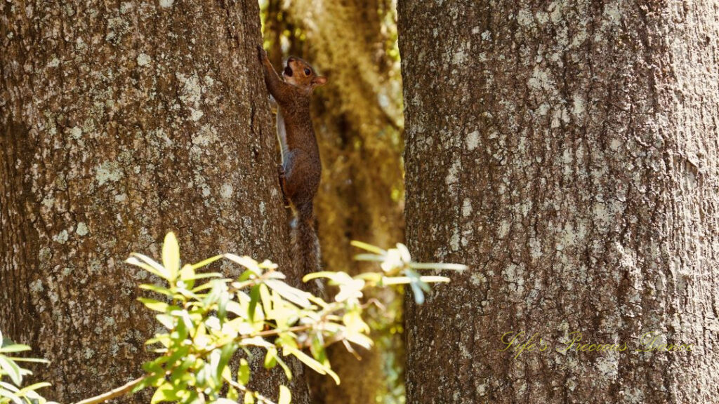 Squirrel with a nut climbing between two trees.