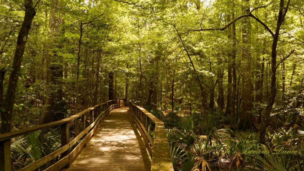 Boardwalk leading through swamp at Beidler Forest.