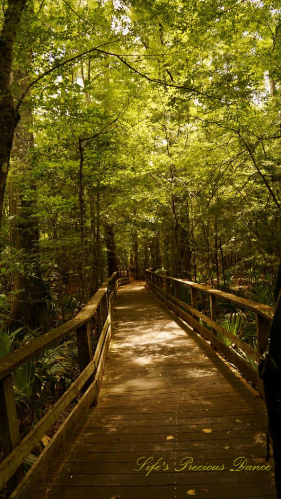 Boardwalk leading through swamp at Beidler Forest.