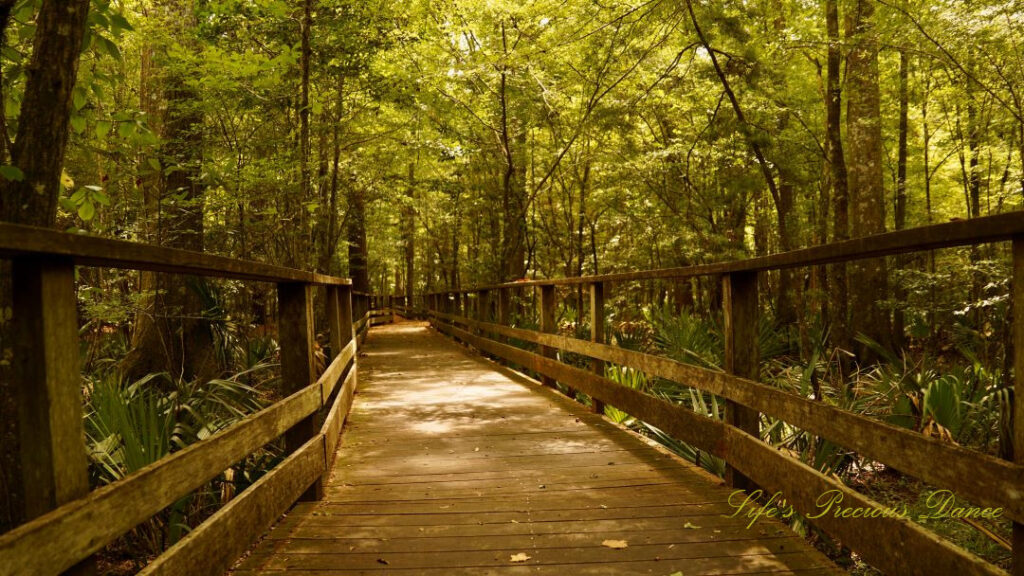 Boardwalk leading through swamp at Beidler Forest.