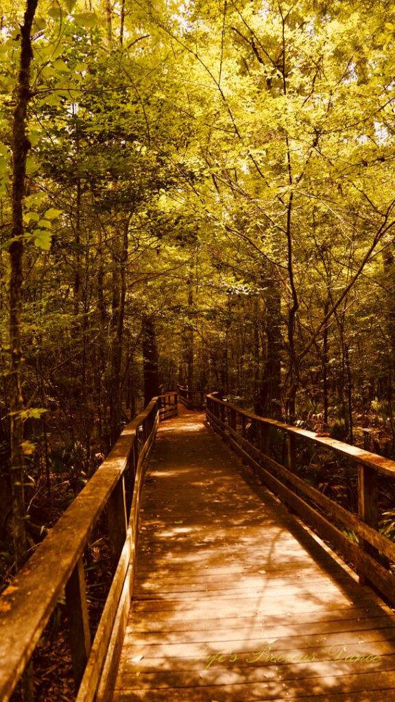 Boardwalk leading through swamp at Beidler Forest.