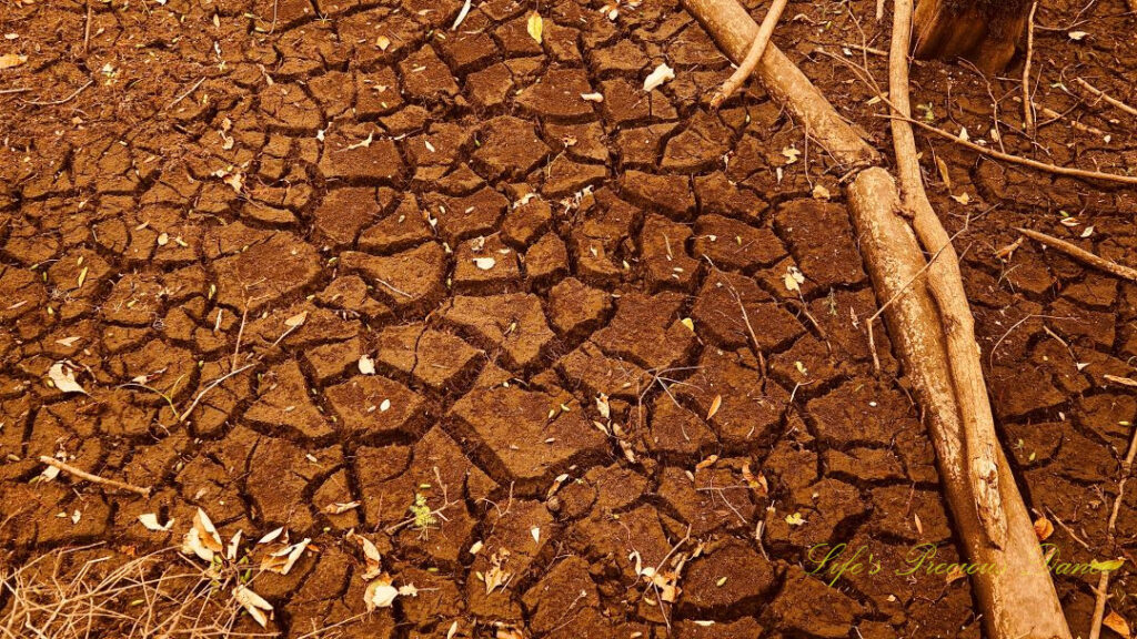 Cracked, dried floor of the swamp at Beidler Forest.