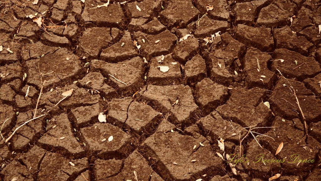 Close up of the cracked, dried floor of the swamp at Beidler Forest.