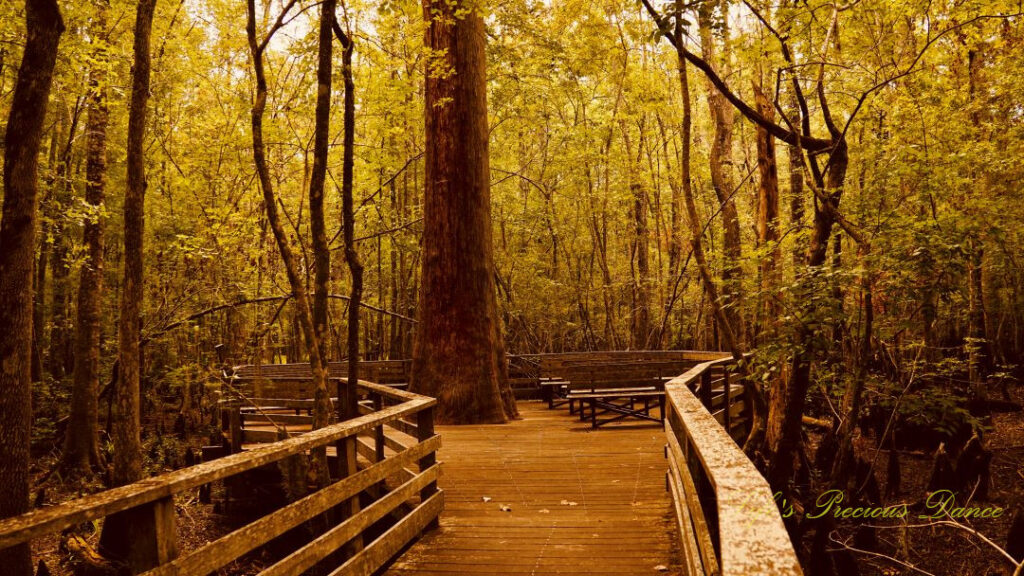 Boardwalk built around a massive cypress tree at Beidler Forest.