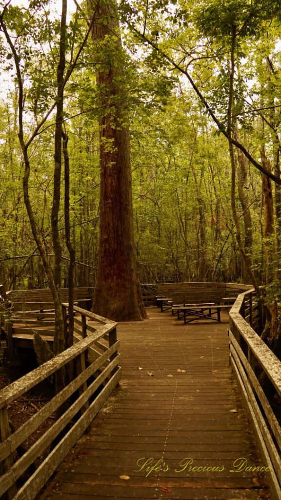 Boardwalk built around a massive cypress tree at Beidler Forest.