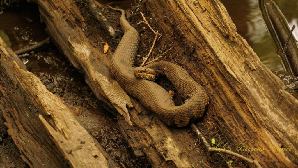 Water Moccasin resting on a downed tree in Beidler Forest.